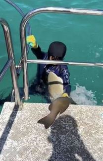 Tubarão tenta roubar peixe e morde criança de 8 anos, na Austrália (Reprodução TikTok/@huntmaster.io)